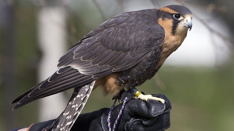 Image: Falcon sitting on a gloved hand
