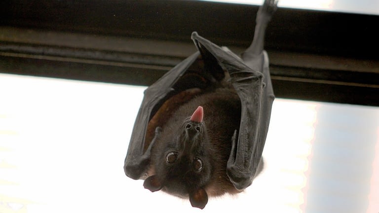Image: Flying fox hanging upside down with its tongue out