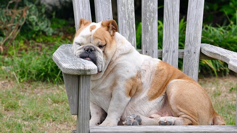 Image: Dog taking a rest