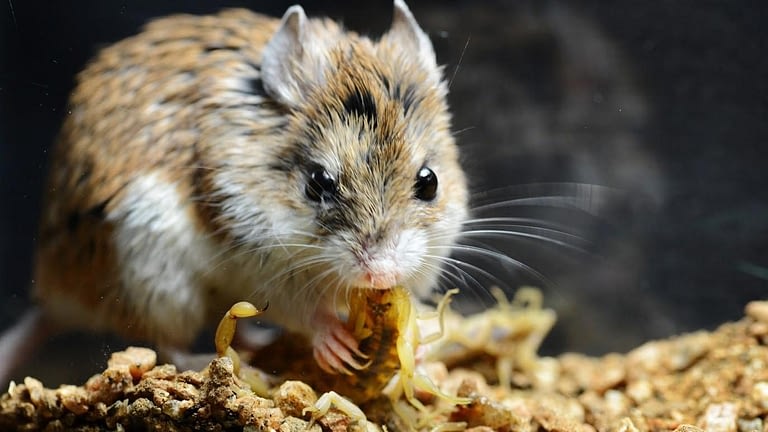 Image: Grasshopper Mouse eating a scorpion
