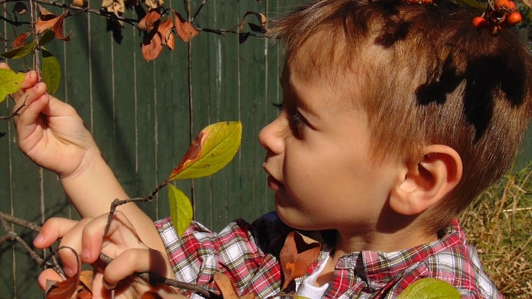 Image: little boy inspecting a leaf