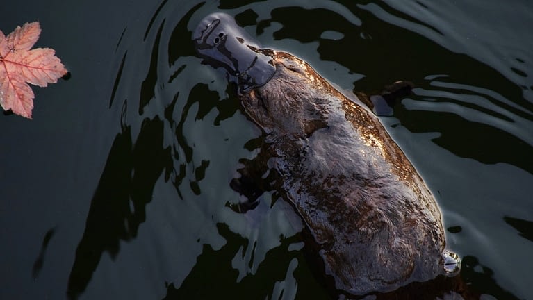 Image: view of a platypus in the water from the top