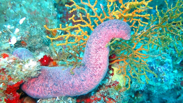 Image: Pink sea cucumber moving over coral