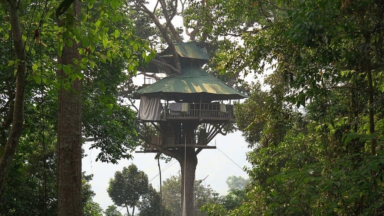 Image: Treehouse inside of a jungle