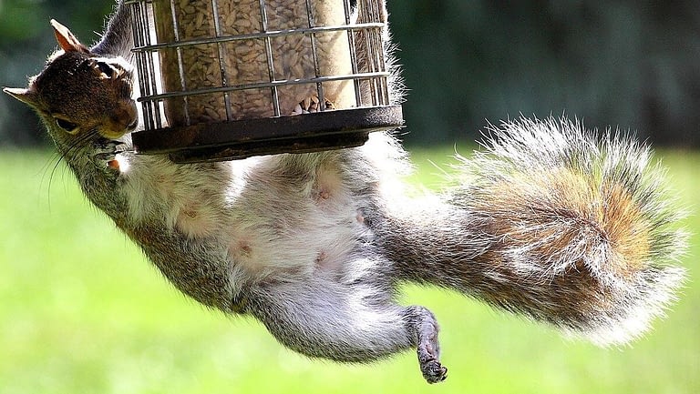 Image: Squirrel hanging off of a bird feeder