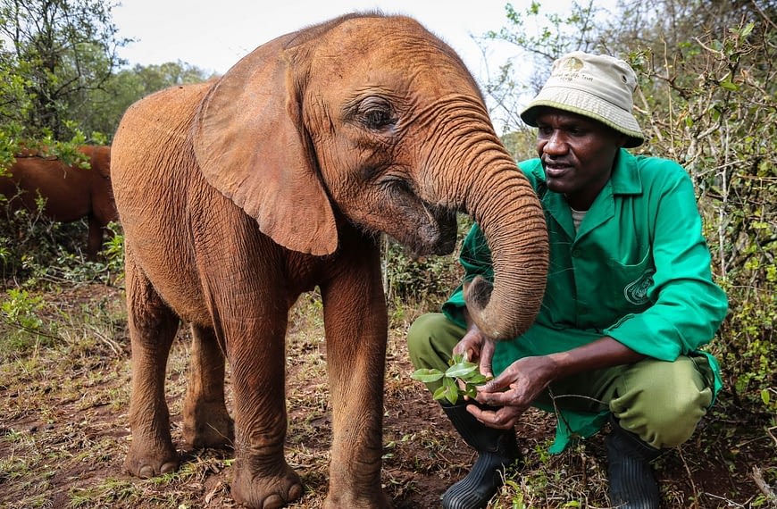 Image: Sheldrick Wildlife Trust keeper with an orphaned elephant