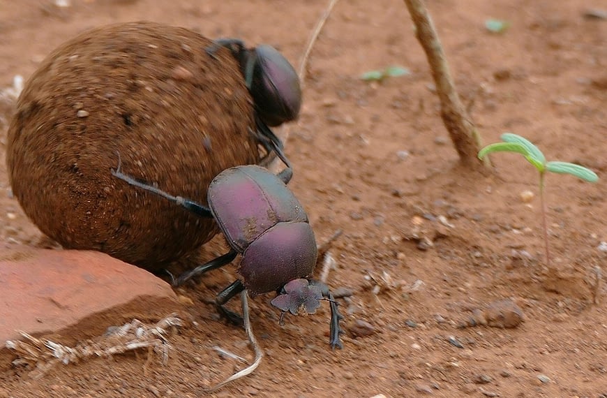 The Planet’s Unsung Hero, the Dung Beetle