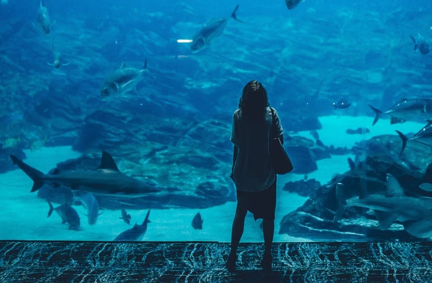 Image: A woman standing in front of a large aquarium tank, looking up in wonder.