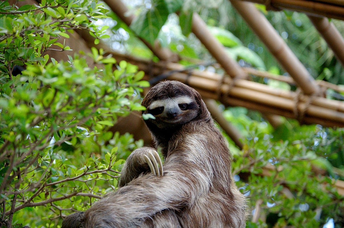 Image: Sloth sitting up in a tree looking at the camera 
