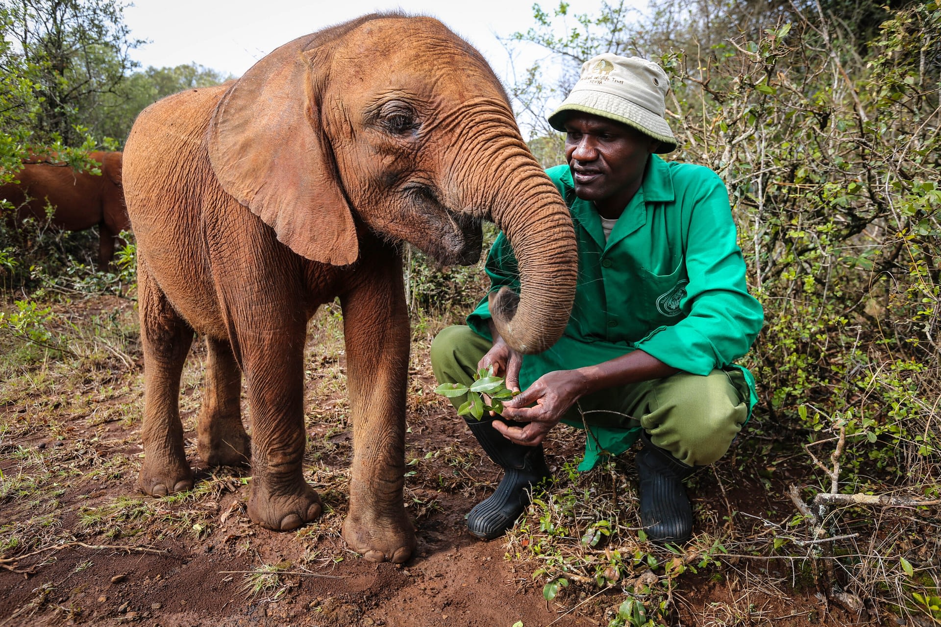 Image: Sheldrick Wildlife Trust keeper with a baby elephant