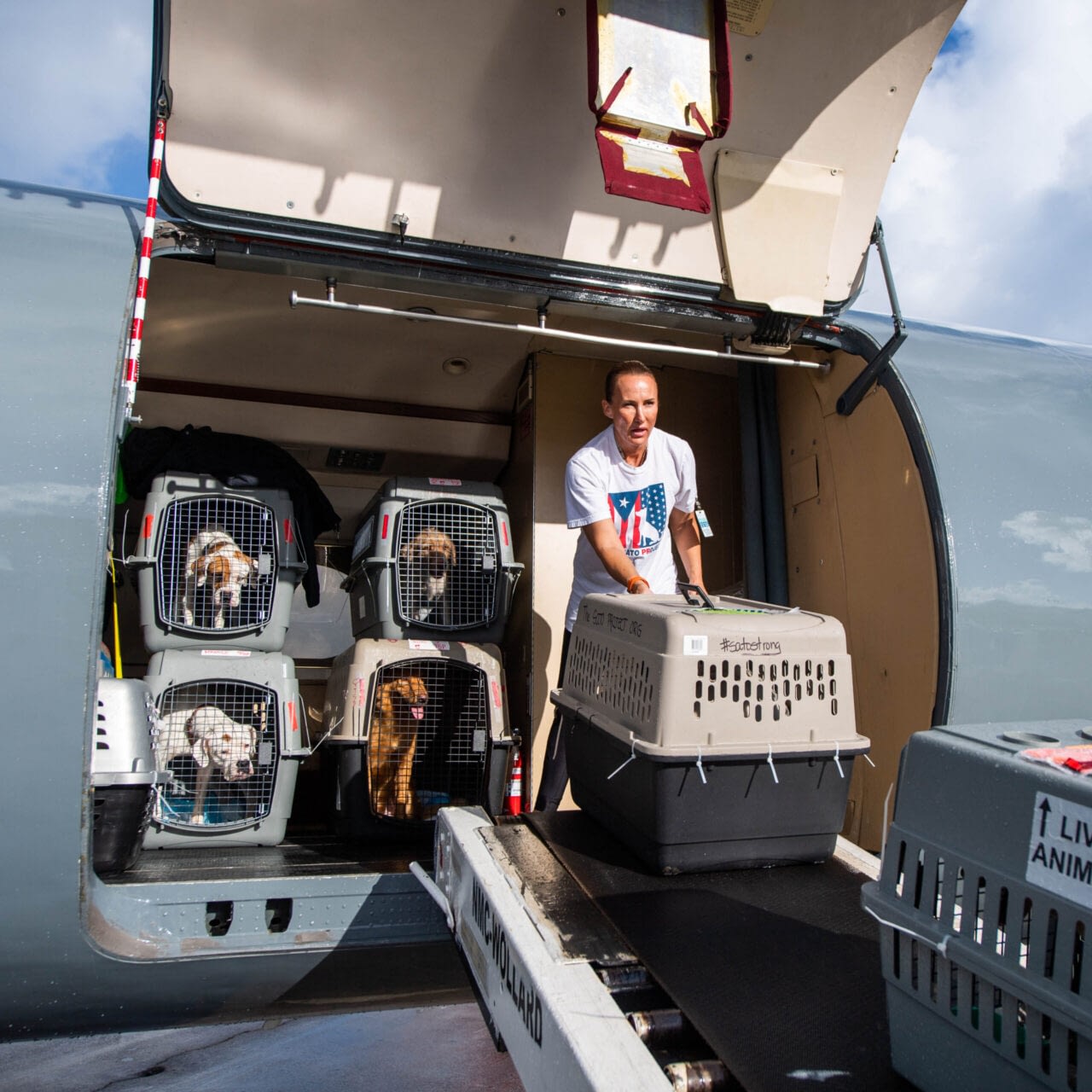 Image: Chrissy Beckles helping load pups into the plane to head off the island