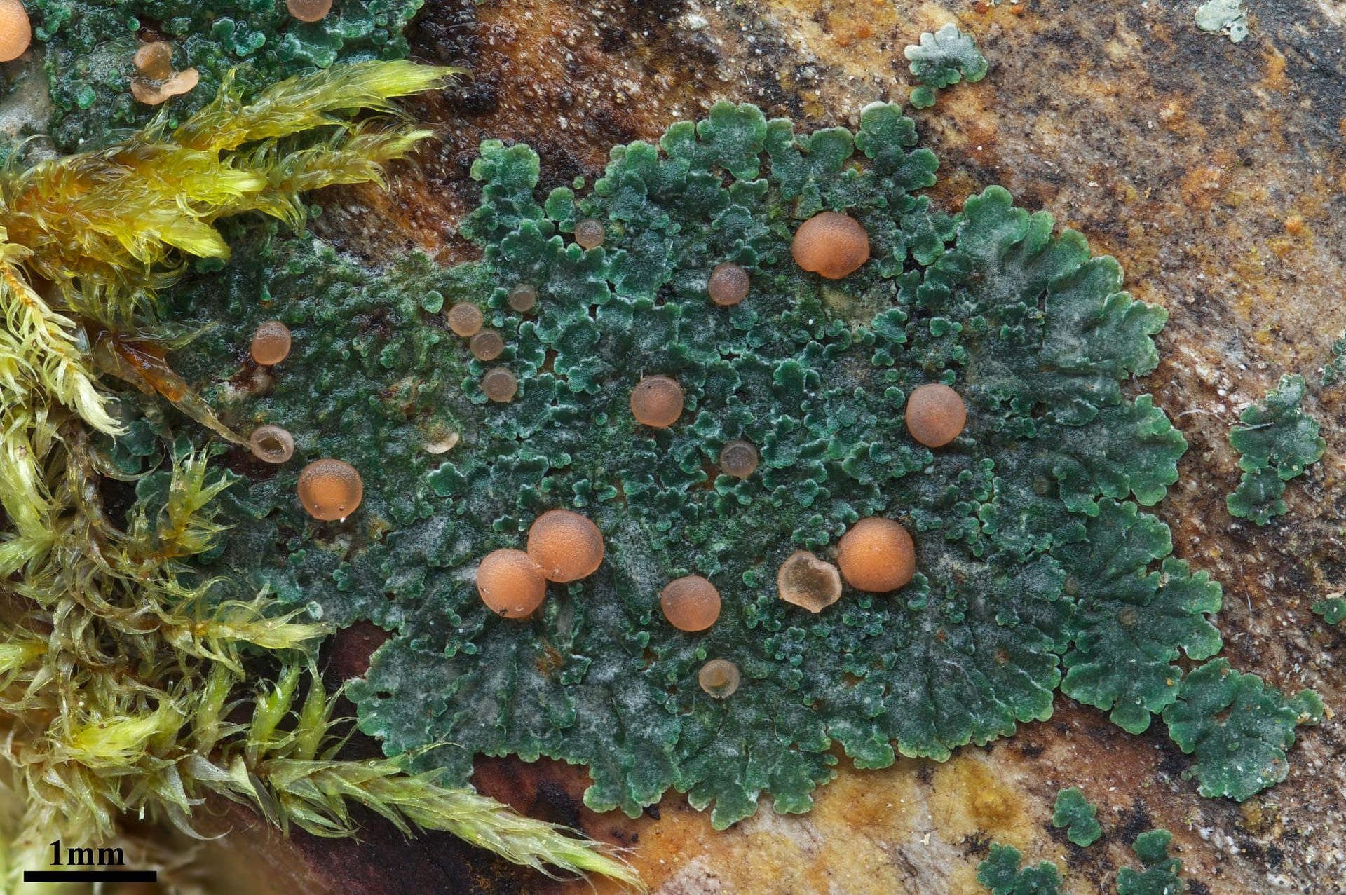 Image: green lichen with orange growths
