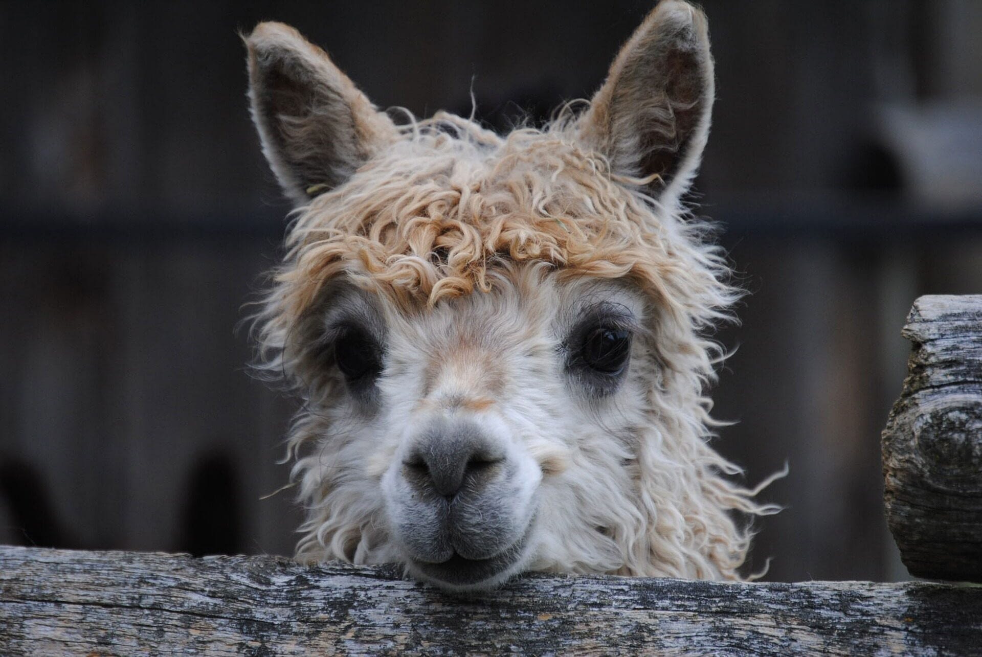 Image: White and blonde alpaca looking at camera