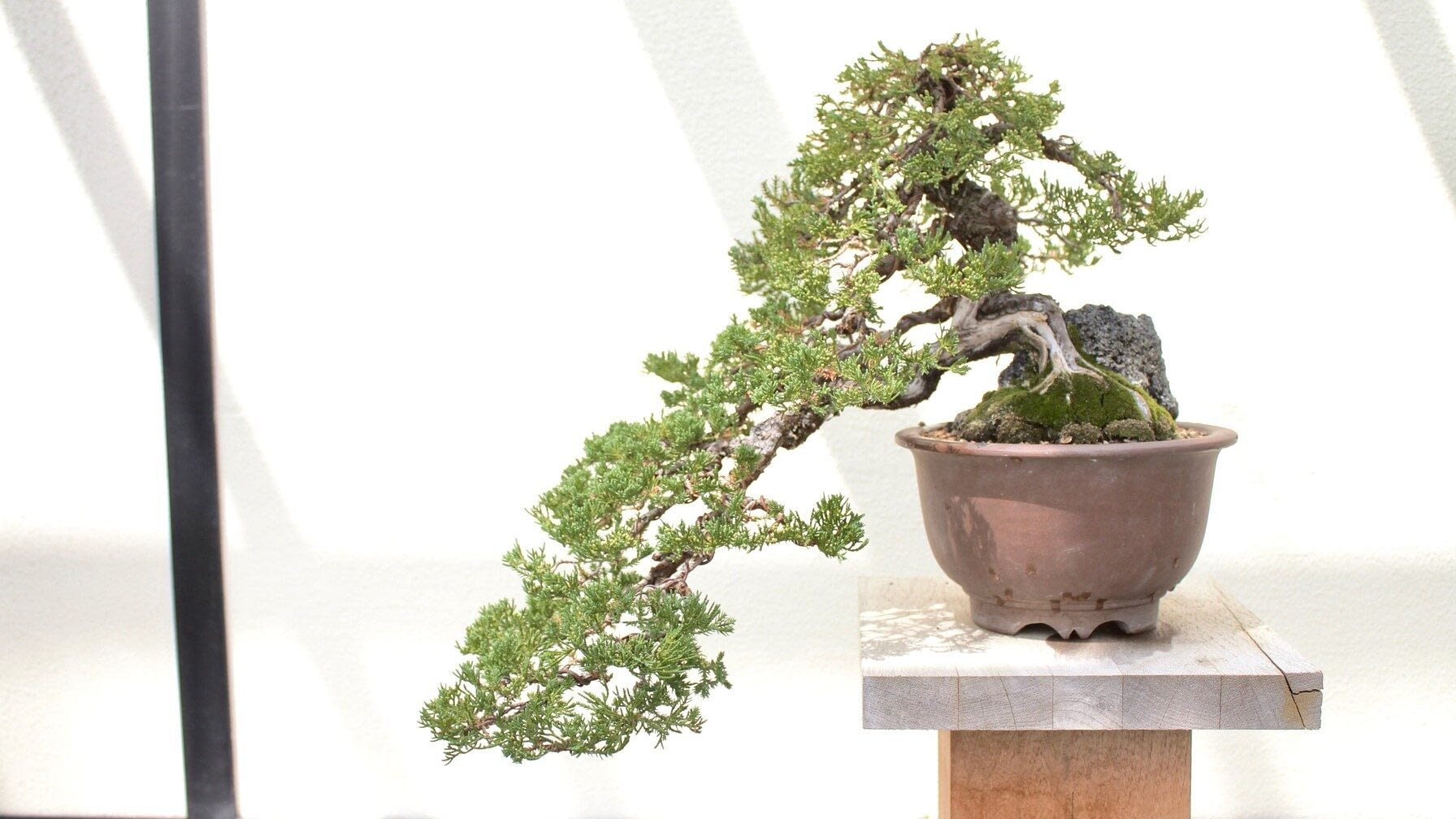 Image: Large bonsai 
