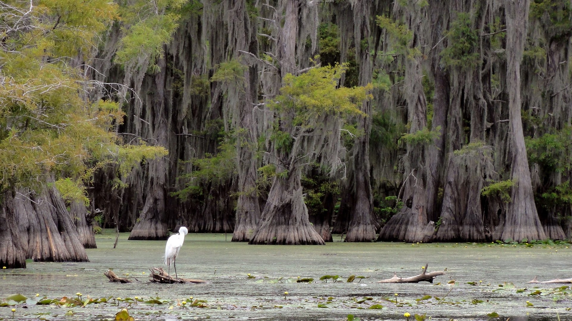 Image: White Egret on Caddo Lake, effected by giant salvinia