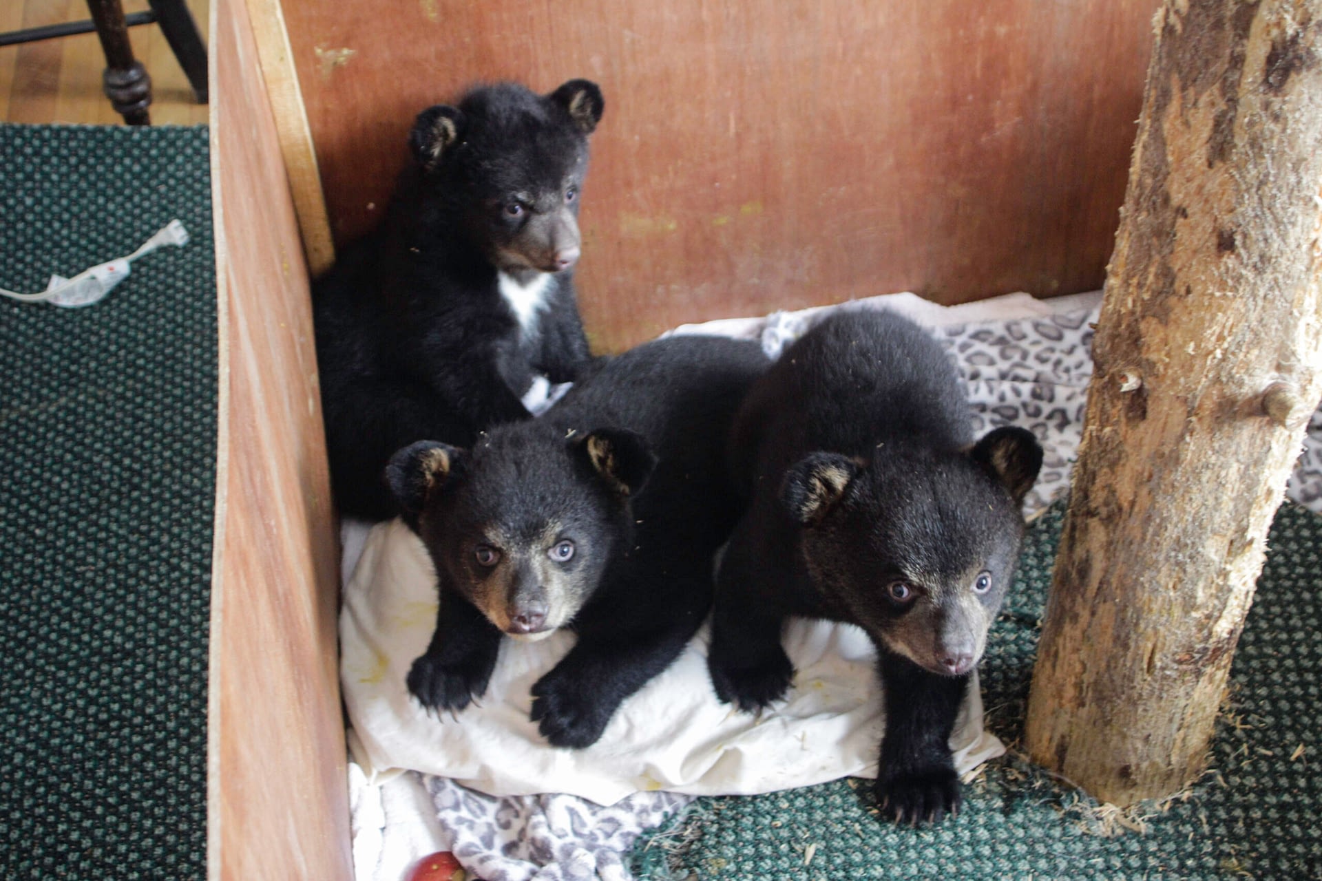 Image: three bear cubs