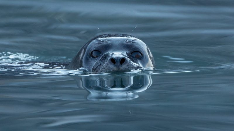 Image: Leopard Seal as seen by Paul Nicklen