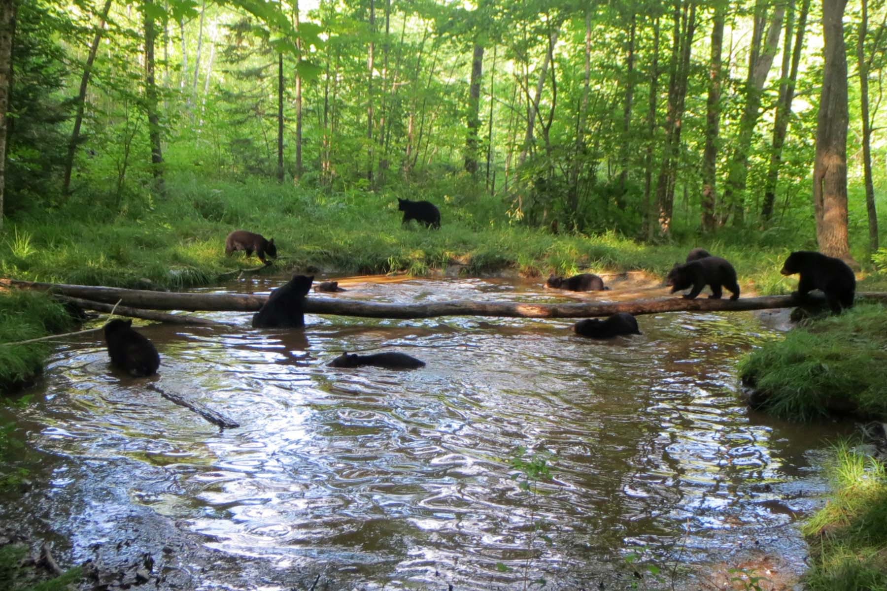 Image: bears swimming